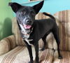 adoptable Dog in , NM named Cookie