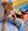 adoptable Dog in Williamsburg, IA named Twix