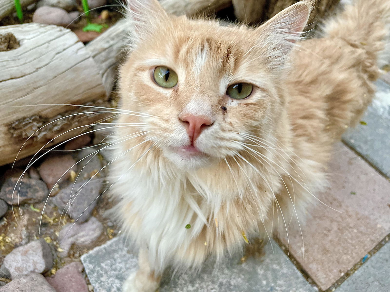 adoptable Cat in Williamsburg, NM named Ember