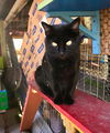 adoptable Cat in Williamsburg, NM named Inkspot