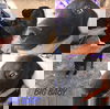 Bobbie's Male Puppies