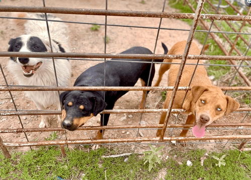 Maggie, Reagan, and Red (3 girls)