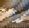 Miso
