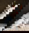 Miso
