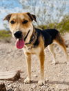 adoptable Dog in , NM named Roxie