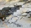 Minette