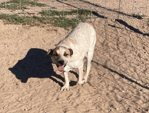 Alan's Female Pup (one-year-old)