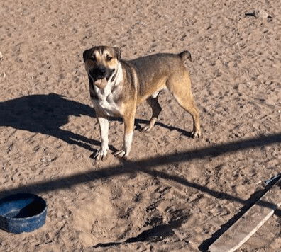 Alan's Male Pups (one-year-old)