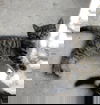 Minette (girl) and Minou (boy)