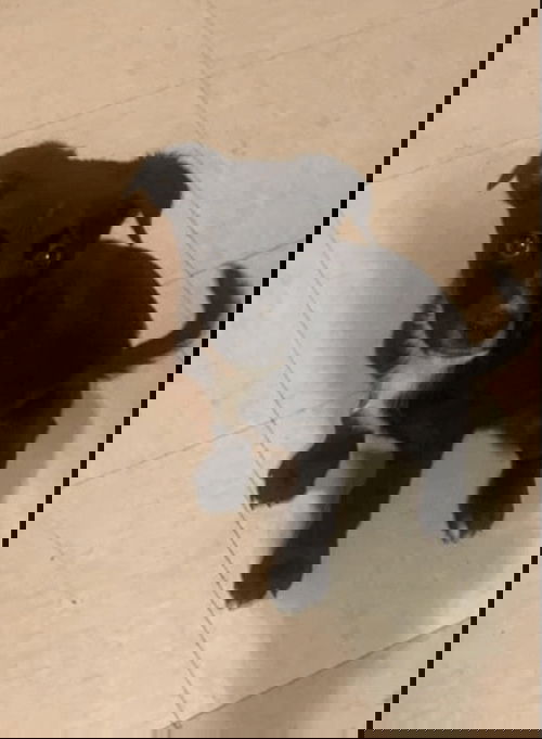 Brittany's Puppies