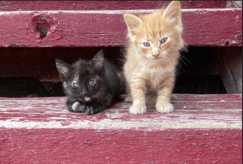 Turtle and M&M (Joy's 2 Kittens)