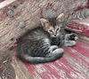 Turtle and M&M (Joy's 2 Kittens)