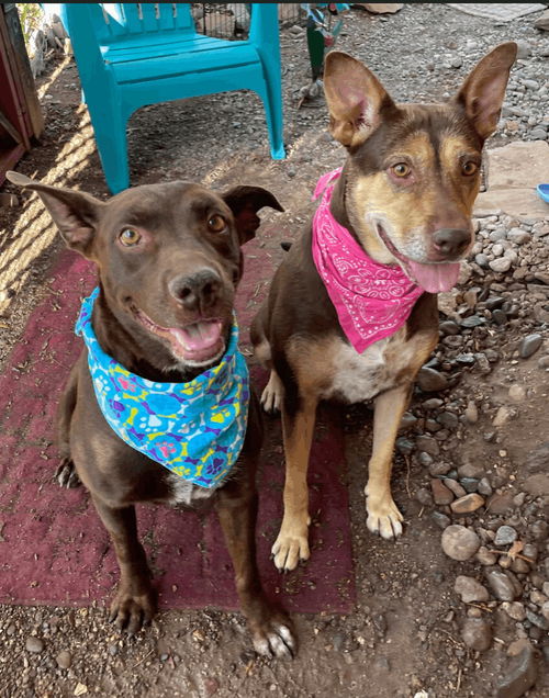 Babygirl and Rascal (bonded pair of awesome!)