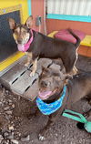 Babygirl and Rascal (bonded pair of awesome!)