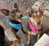 Babygirl and Rascal (bonded pair of awesome!)