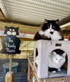 adoptable Cat in , NM named Alex and Feather --Together Forever!