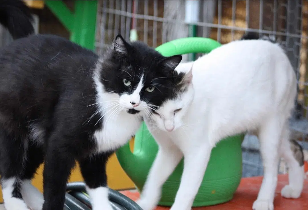 Alex And Feather -Together Forever image 3