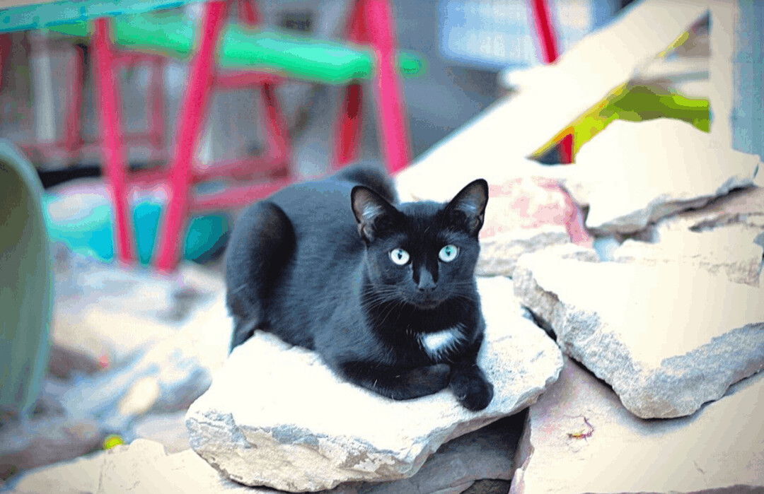 adoptable Cat in Williamsburg, NM named Cupcake