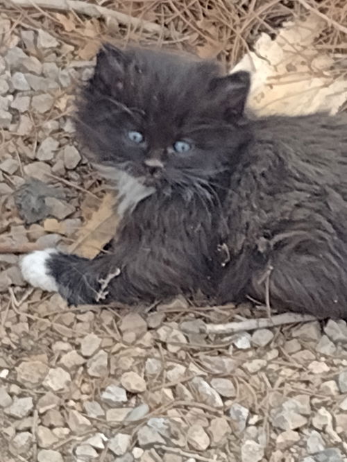 Four Baby Kittens