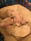 Four Puppies