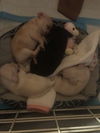 Four Puppies