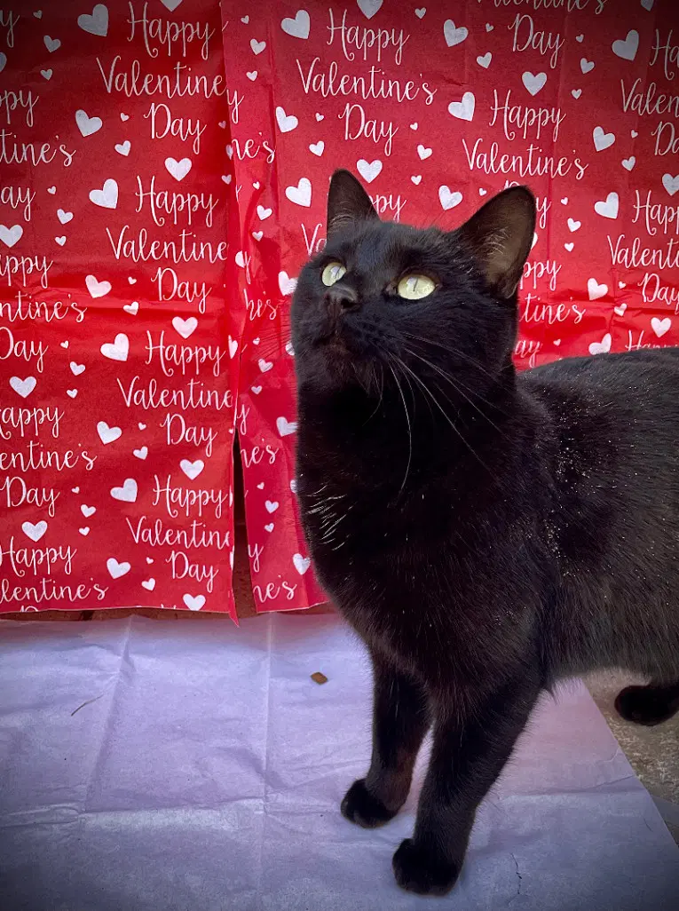 Puddy Cat - Domestic Short Hair