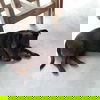 Roxy and Oriella