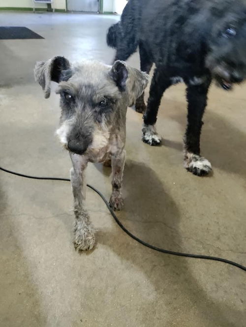 Sox (female) and Dudley (male) - bonded pair