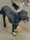 Sox (female) and Dudley (male) - bonded pair