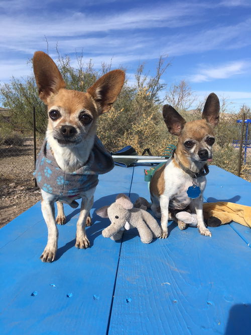 Chico and Diamond (Bonded Pair)