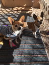 Chico and Diamond (Bonded Pair)