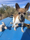 Chico and Diamond (Bonded Pair)