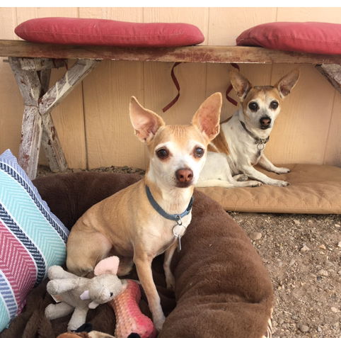 Fred and Ted (bonded pair)