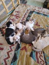 Elizabeth's Four Kittens