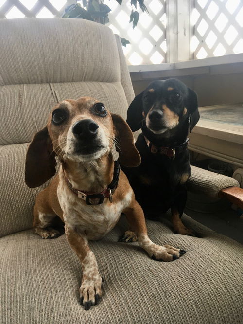 Daisy and Sandy (bonded pair)