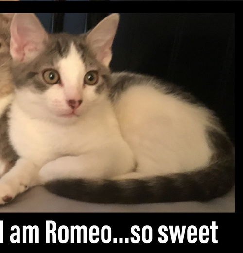 Romeo