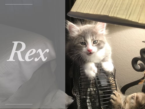 Rex