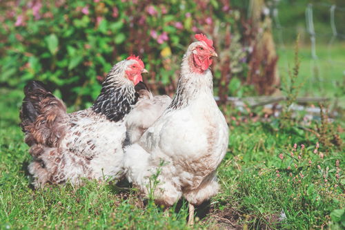 Ameraucana Chickens