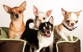 Chihuahua dogs