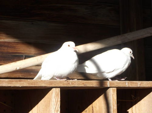 White Doves