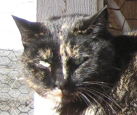 Brindle