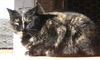 Brindle