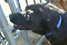 Lab Mix Female - black