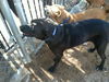 Lab Mix Female - black