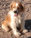 Bobbie