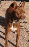 Cocoa