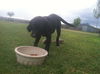 Female Border Collie Pup