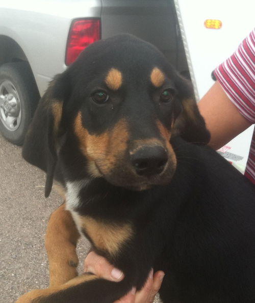 Male Border Collie Pup