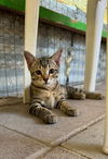 adoptable Cat in  named Emilio