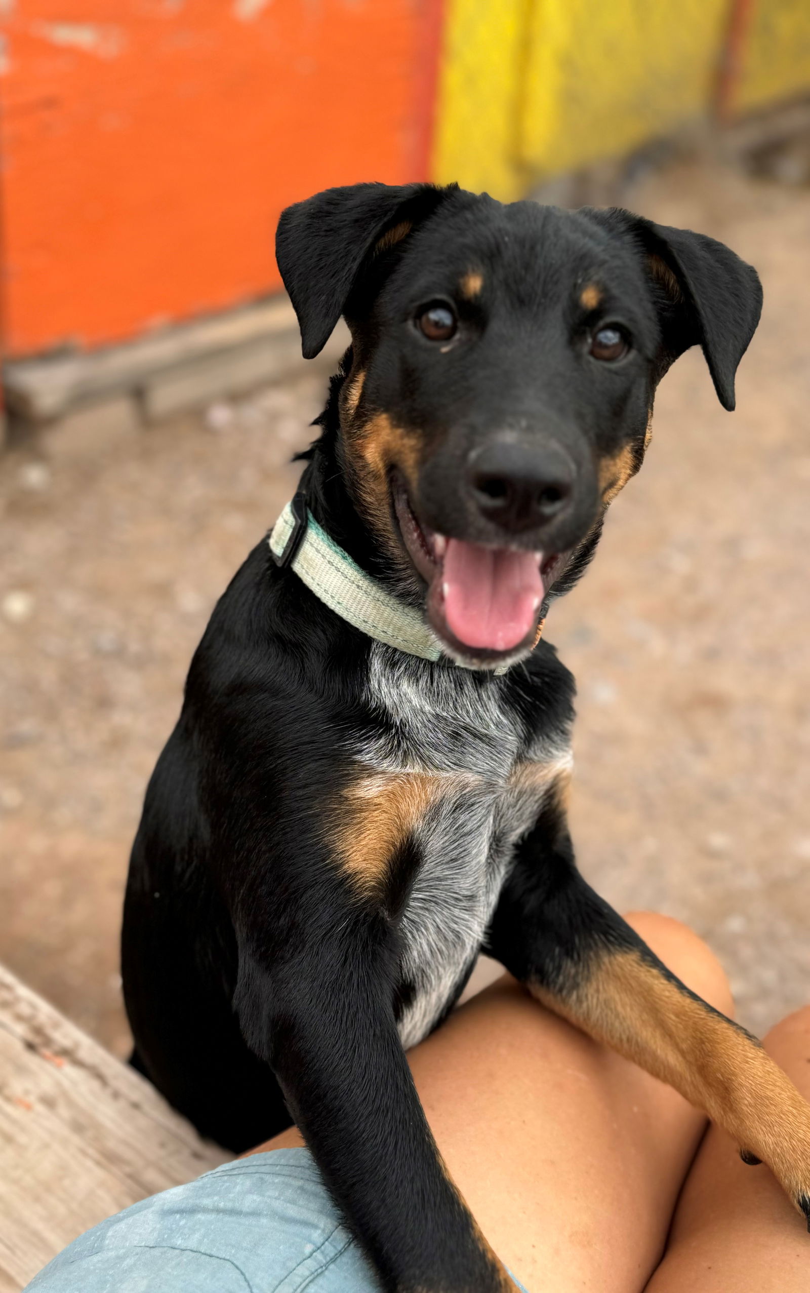 adoptable Dog in Williamsburg, NM named Major